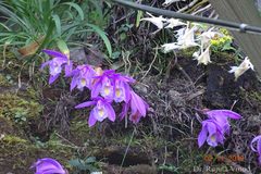Pleione praecox